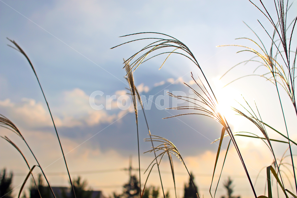 갈대,늦은오후,햇살,가을,하늘,구름,grass,plant,식물,가느다란,해넘이,실루엣,배경,보라색,파란색,맑은날,어스름,가을하늘,풀,해질녘,가을,계절,fall,autumn,season,잔디