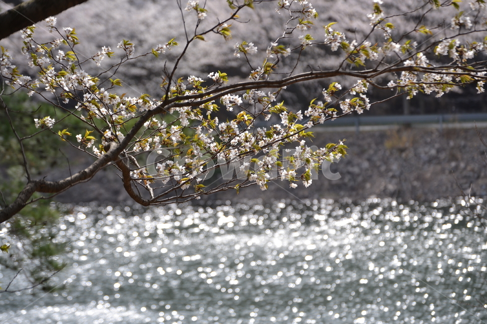 nature,자연,벚꽃,봄배경,배경사진,식물,자연,plants,nature,꽃,flower,나무,trees,wood