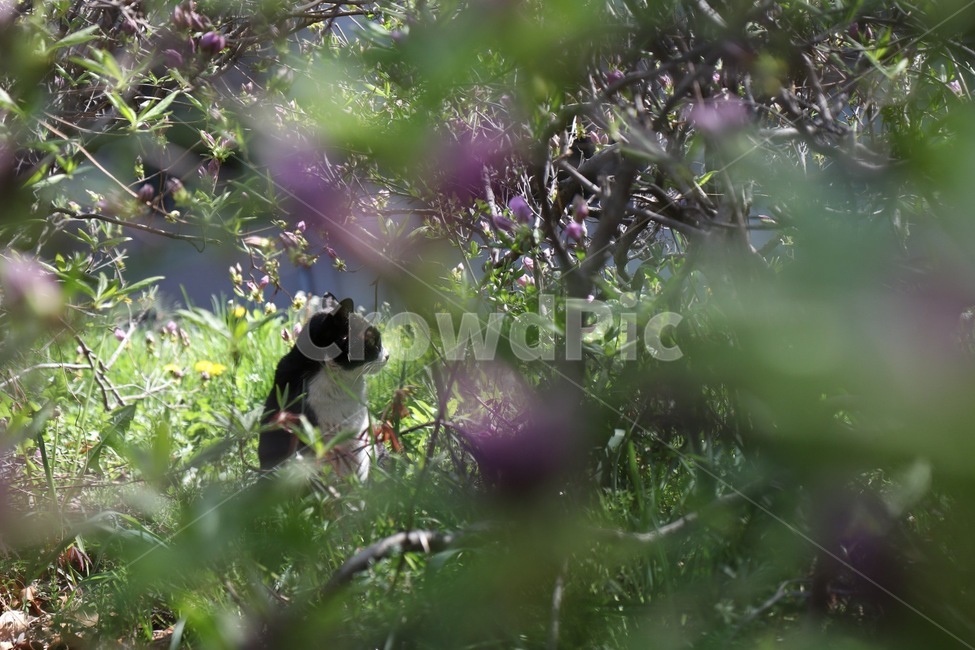 고양이,cat,꽃,flower,덤불,동물,animal,포유류,mammal,고양이,cat,kitten,kitty