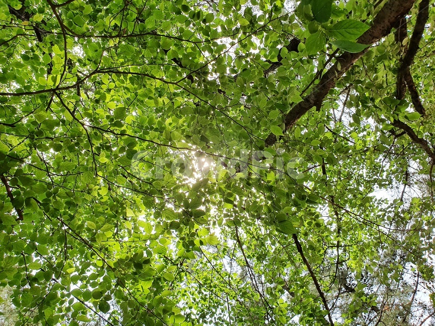 나무,봄,초록,싱그러움,산뜻함,자연,햇살
