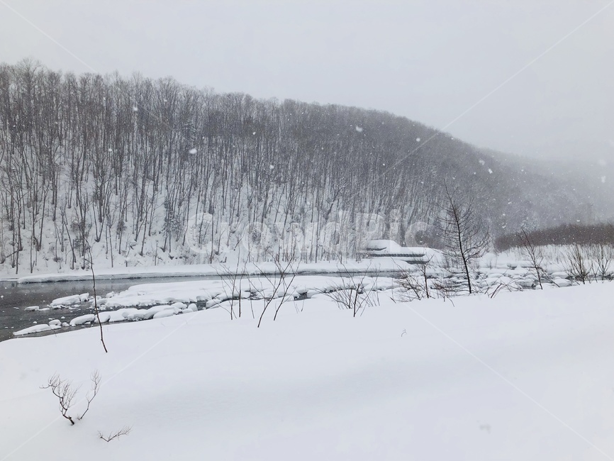 북해도,겨울,눈,풍경,강가,시냇물,함박눈,일본,비에이,겨울,계절,winter,season,자연,풍경,nature,landscape,tree,나무,plant,식물,fir,전나무,outdoors,옥외