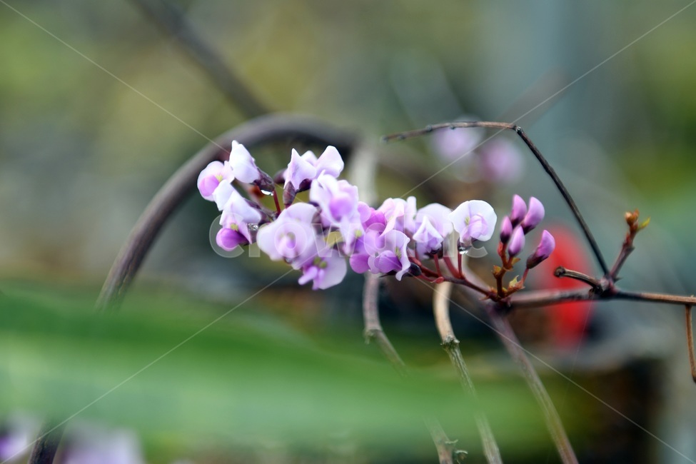 식물,꽃,감성사진,자연,flower,꽃사진,봄,봄꽃,계절,감성,4월,spring,힐링,자연풍경,풍경,봄,계절,spring,season,식물,자연,plants,nature,꽃,flower,plant