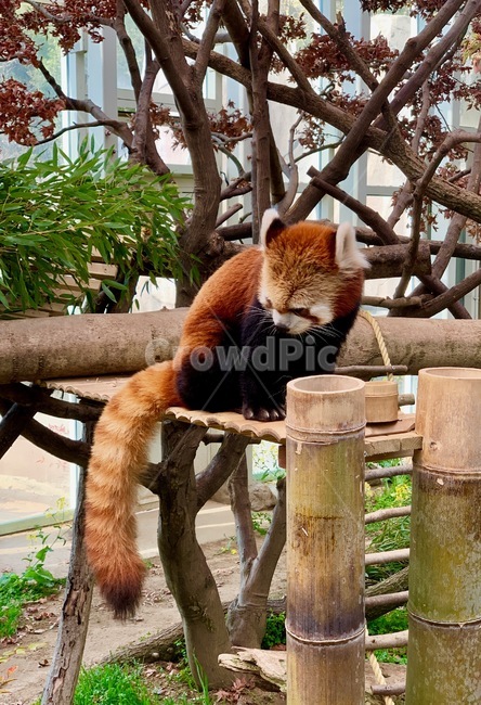 너구리,raccoon,라쿤,동물,animal,동물원,zoo,포유류,mammalia