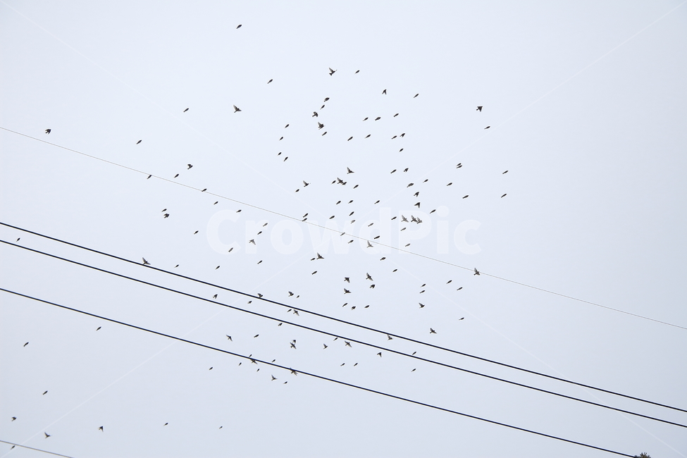 숲,새,날다,하늘,나무,동물,animal,조류,새,birds