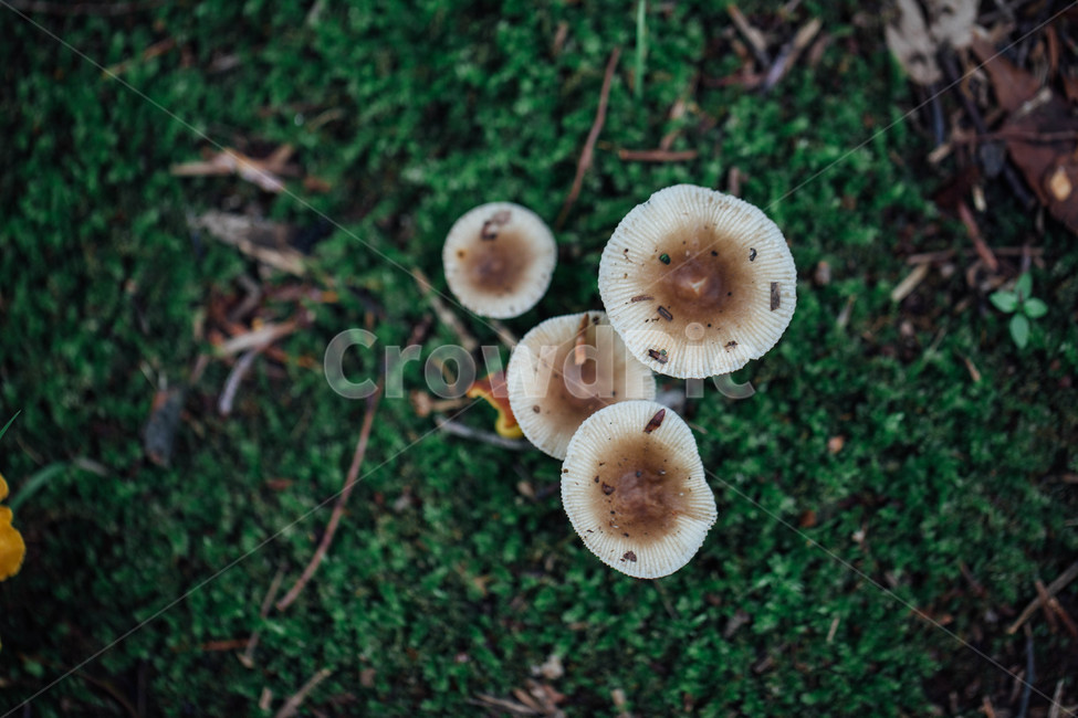 버섯,식물,mushroom,자연,균사,버섯목,버섯,mushroom