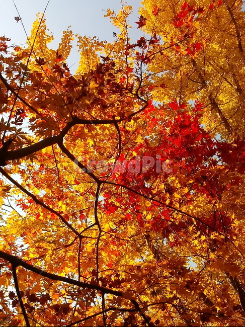 낙엽,단풍,落葉,leaves,나뭇잎,단풍나무,식물,maple,낙엽활엽관목,잎,계절,가을,자연,풍경,outdoors,옥외,fallautumnseason,naturelandscape,풍경사진,가을,계절,fall,autumn,season,leaf,plant,tree,나무