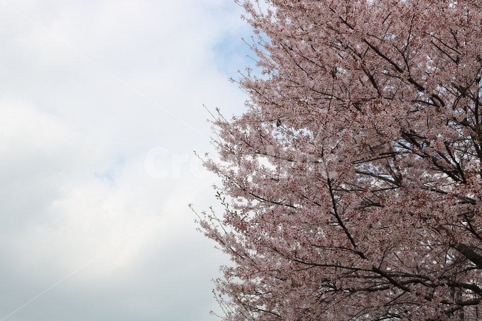 식물,하늘,벚꽃,구름,꽃,자연,봄,봄,계절,spring,season