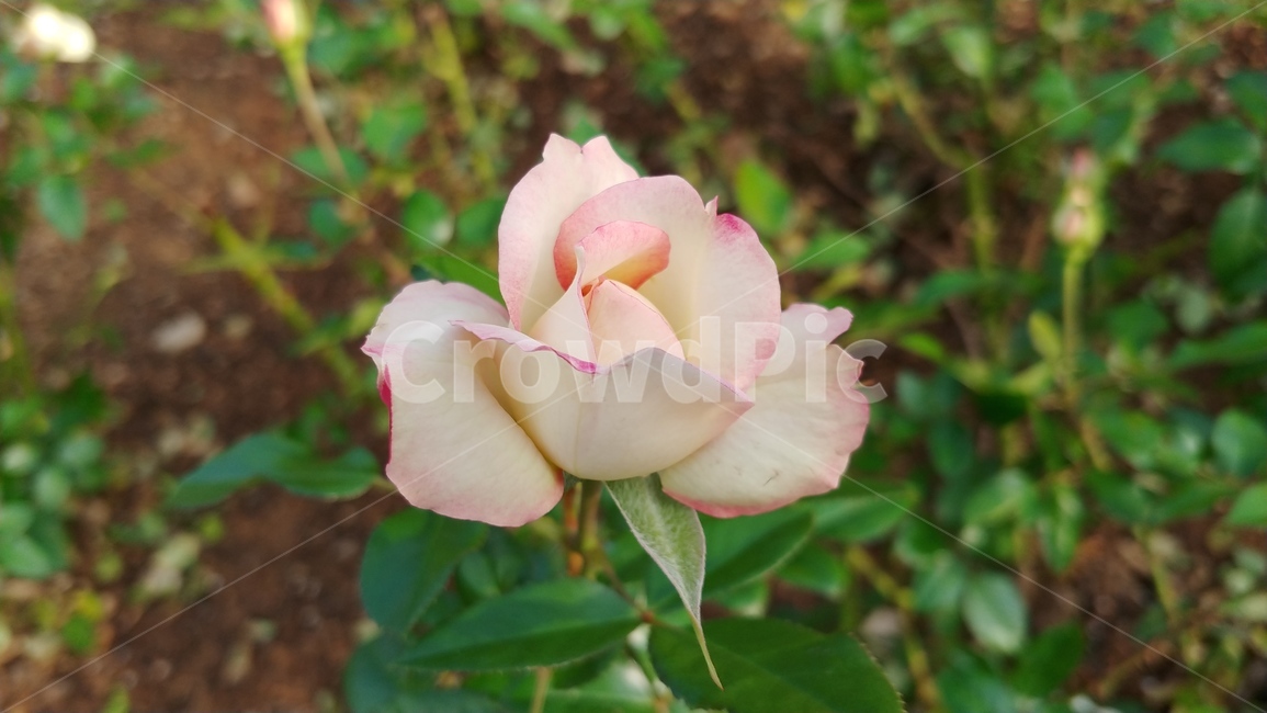 꽃,flower,rose,장미,식물,식물,자연,plants,nature,꽃,flower