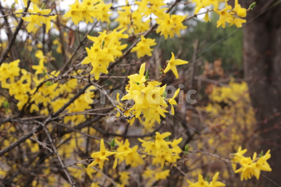 개나리,꽃,봄,공원,개나리꽃,식물,자연,plants,nature,꽃,flower
