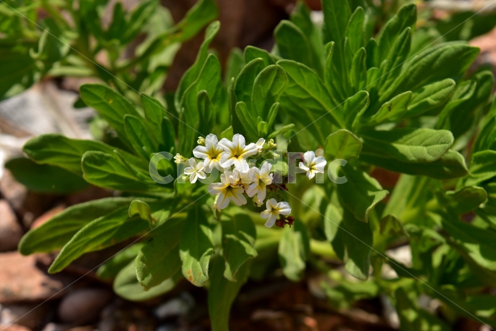 모래지치,야생화,꽃,생태,식물,자연,들꽃,산꽃,여름,감성,힐링,플라워,계절,식생,시즌,wild,Flower,plants,nature,spring,season,배경,여름꽃,풀,초본,바다,해안,식물,자연,plants,nature,꽃,flower
