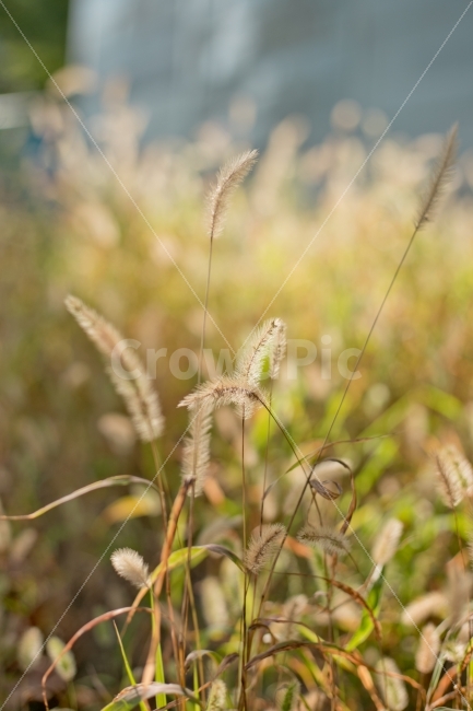 강아지풀,식물,풀,풍경,가을,가을,계절,fall,autumn,season,식물,자연,plants,nature,감성,sensible,feeling,grass,잔디,plant,lawn