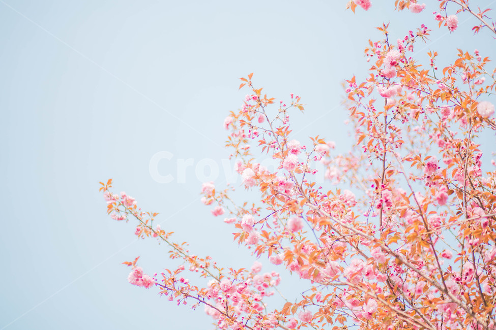 rest,Cherry Blossom,color,tree,flower tree,cherryblossoms,flower,Emotional photo,spring,Double cherry blossoms,healing,plant,wood,spare