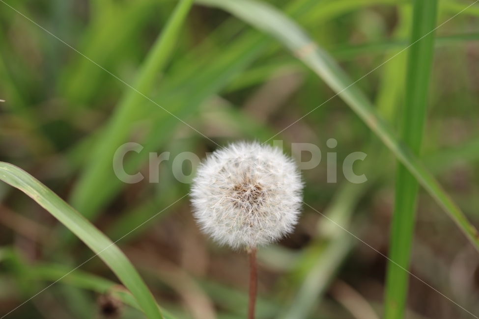 자연,들꽃,민들레,홀씨,접사,식물,자연,plants,nature,꽃,flower