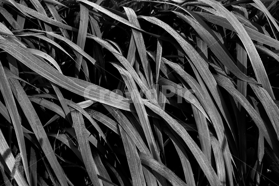 부들,식물,수생,이슬,자연,식물,자연,plants,nature,흑백,모노톤,monochrome,black and white