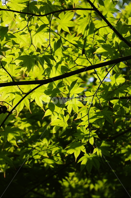 숲,나무,식물,plant,봄,spring,초록,잎,식물,자연,plants,nature