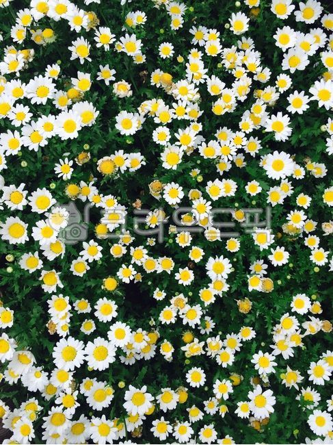 들국화,야생화,소국,꽃밭,데이지,daisy,flower,꽃