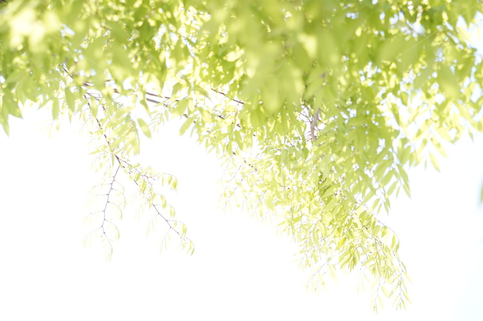 봄,나무잎,연두,하늘,맑음,해,빛,새순,식물,자연,plants,nature,휴식,힐링,rest,relaxation,healing