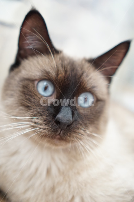고양이,샴고양이,집고양이,반려묘,개냥이,동물,animal,포유류,mammal,고양이,cat,kitten,kitty