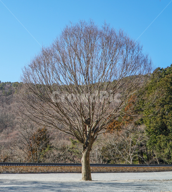 큰나무,bigtree,겨울나무,wintertree,담장넘어큰나무,bigtreebeyondthefence,나무,trees,wood
