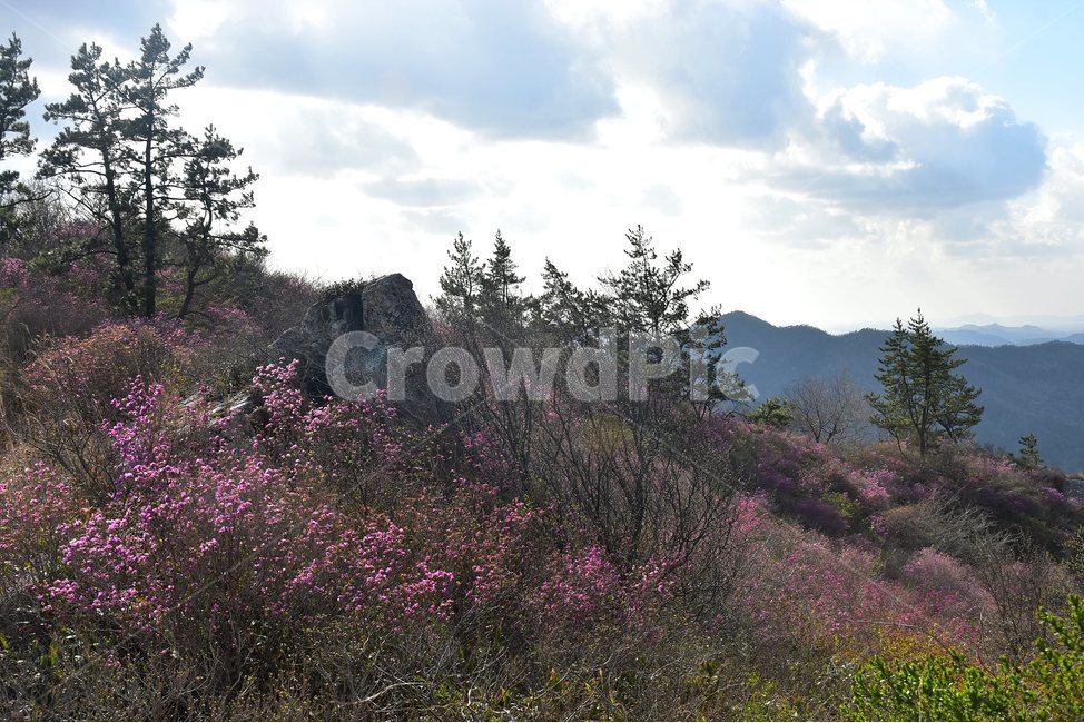 주작산,덕룡산,종주,진달래,풍경,기암,바위,비경,봄풍경,진달래꽃,강진,명산,산행,등산,마운틴,힐링,mountain,landscape,자연,natural,봄,계절,spring,season,자연,풍경,nature,landscape,한국자연풍경,한국자연경관,korea nature landscape,tree,나무,plant,식물,fir,전나무,abies,아비