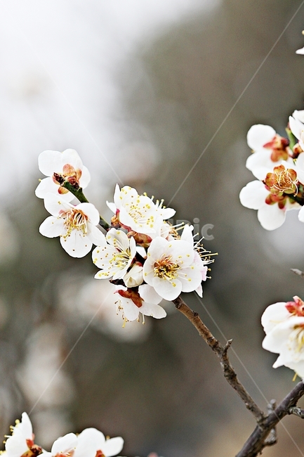 살구꽃,꽃,살구나무,자연,배경,봄,계절,spring,season,식물,자연,plants,nature,꽃,flower,plant