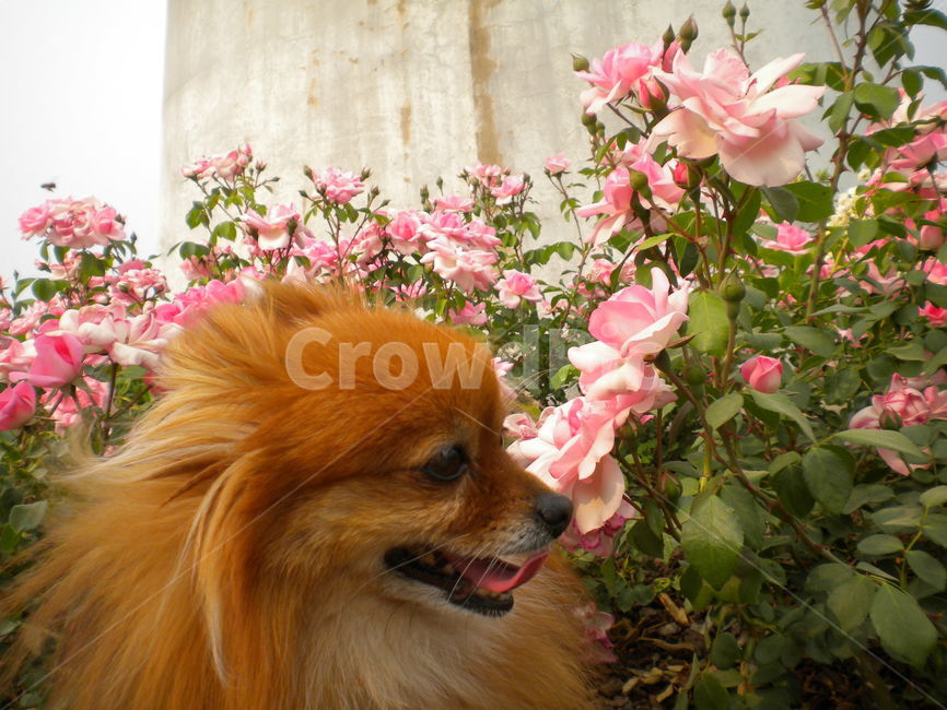 포메,꽃,맹돌이,반려견,애완견,향기,동물,animal,포유류,mammal,개,강아지,dog,doggy