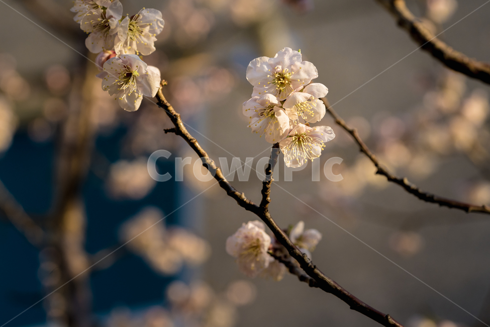 봄,꽃,매화,자연,풍경,봄꽃,봄,계절,spring,season,식물,자연,plants,nature,꽃,flower,plant,blossom