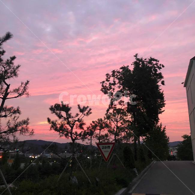 nature,자연,outdoors,하늘,표지판,보라색,나무