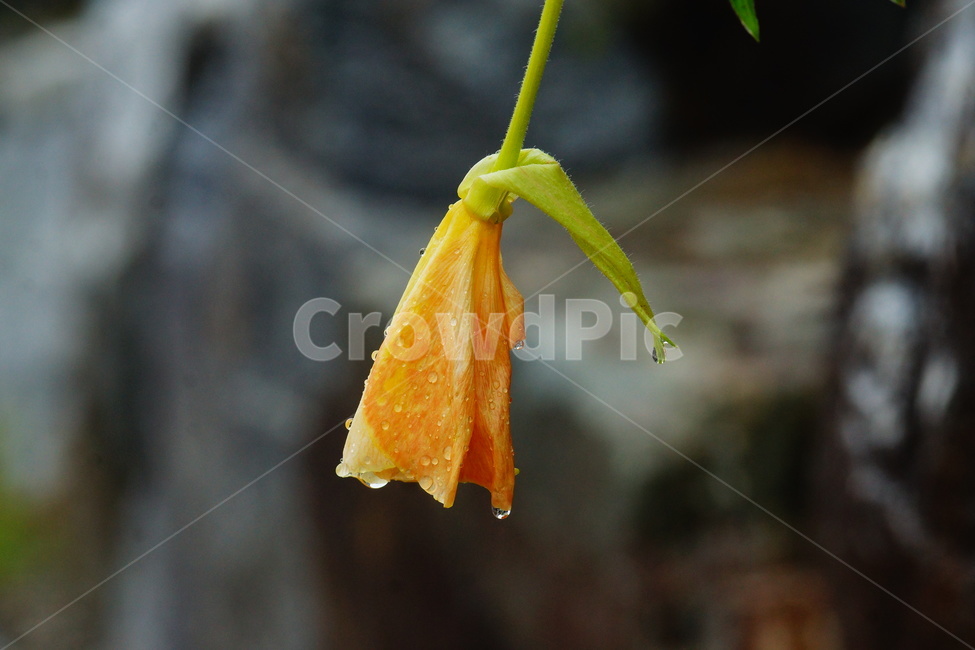 plant,flower,식물,꽃,blossom,비,비오는날,rain,rainy