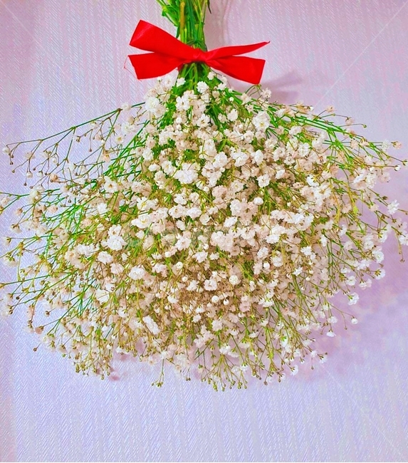 Baby's Breath,White Baby's Breath,Bouquet,Dried Flowers,Fresh Flowers,White Flowers,Small Flowers,Flower Decoration,Gift Flowers,Ribbon Bouquet,Wedding Flowers,Bouquet,Housewarming Gift,Romantic Flowers,Flower Photography,Flower Int