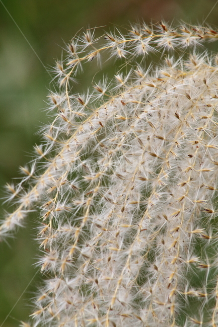 억새,꽃,식물,가을,flamegrass,가을,계절,fall,autumn,season,식물,자연,plants,nature,plant