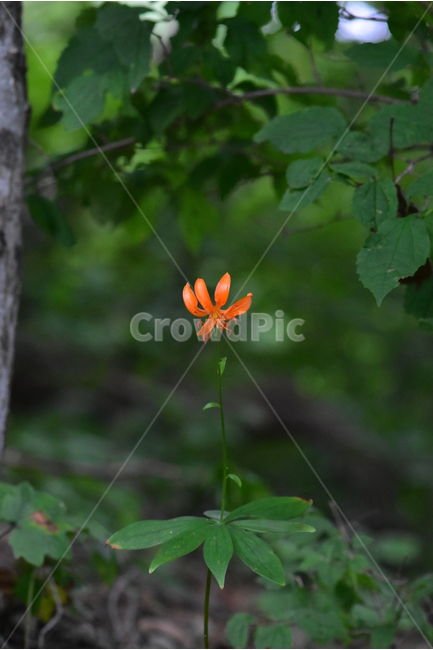 말나리,야생화,식물,자연,꽃,생태,힐링,플라워,wildflower,flower,plants,nature,season,감성,느낌,emotion,feeling,여름,여러해살이풀,산형과,백합과,백합속,주황색,식물,자연,plants,nature,꽃,flower