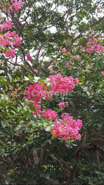 꽃,자연,나무,풍경,분홍,핑크,flower,scene,view,nature,bloom