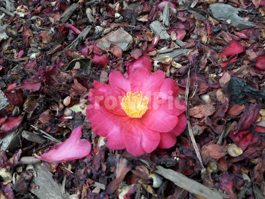 동백꽃,하트,붉은꽃,바닥,배경,꽃,Camelliaflower,heart,redflower,floor,background,flower