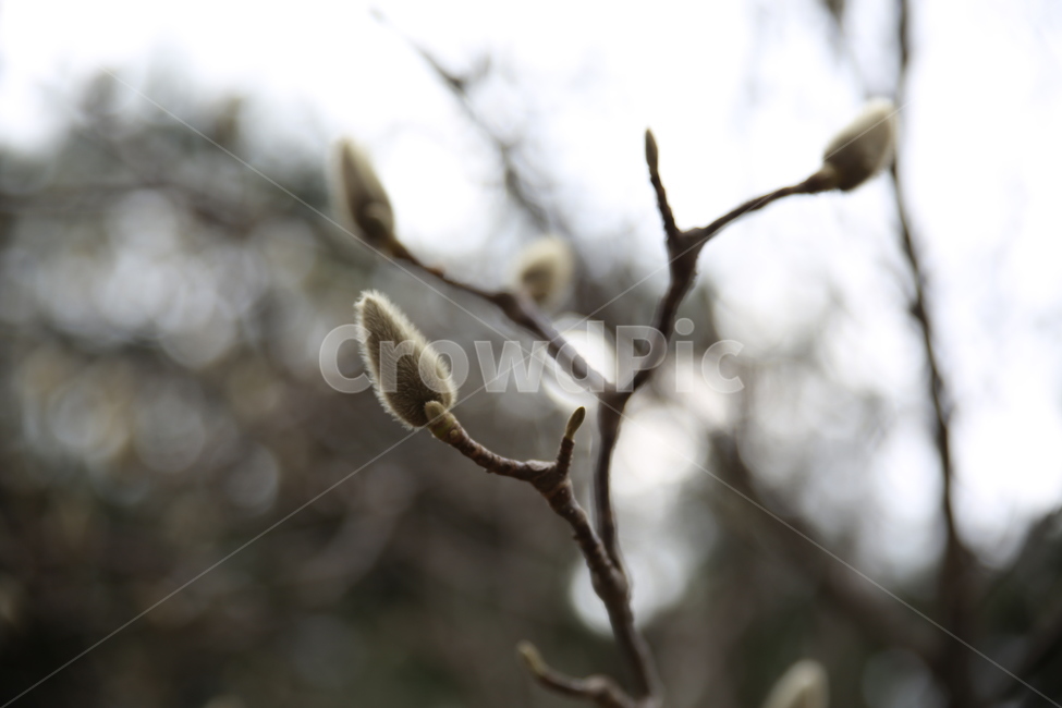 봄,눈꽃,겨울,새싹,봉오리,자연,식물,식물,자연,plants,nature