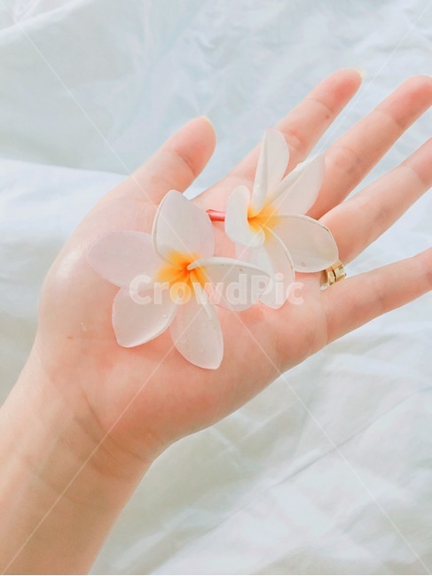 라오스,꽃,독참파,노랑,라오스국화,flower,손