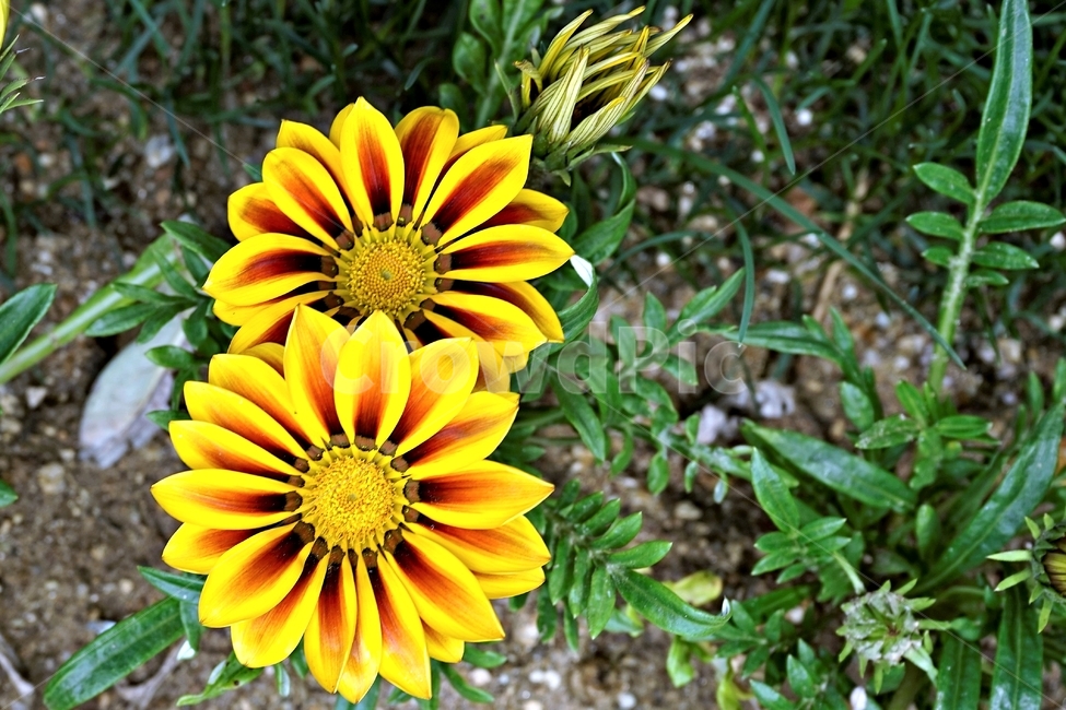 봄,꽃,식물,자연,flower,floral,가자니아,국화과,훈장국화,태양국,원예,gazania,남아프리카원산