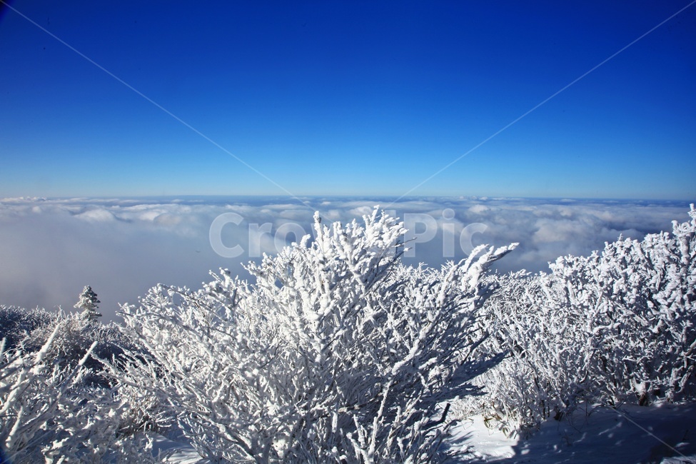 tree,나무,plant,식물,nature,자연,outdoors,옥외,ice,빙,snow,눈,mountain,산,mountainrange,산맥,상고대,무주,덕유산,덕유산설경,설경,설천봉,향적봉,중봉,덕유산국립공원,운해,겨울,계절,winter,season,자연,풍경,nature,landscape