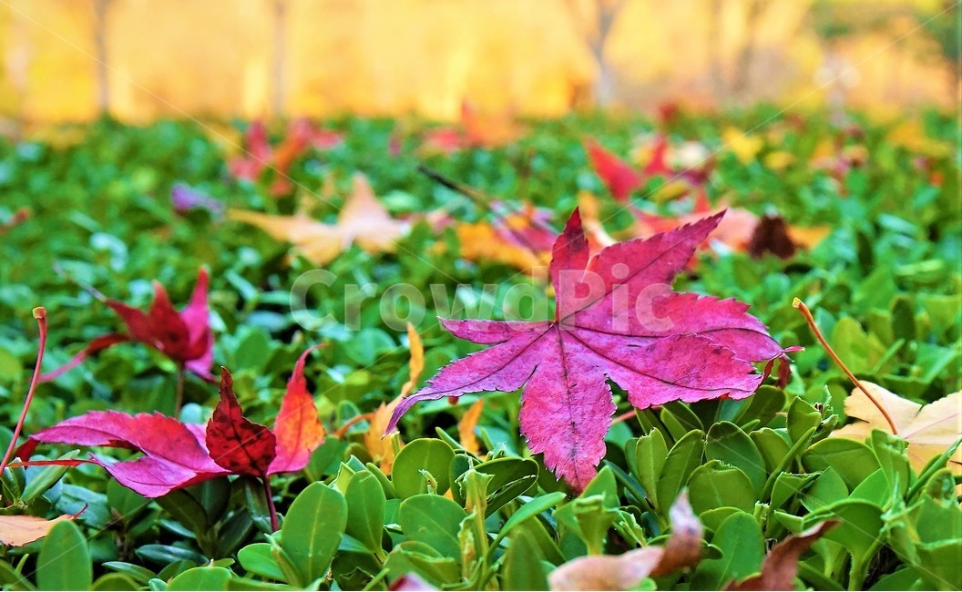 maple,낙엽,단풍,감성,가을,가을,계절,fall,autumn,season,식물,자연,plants,nature,plant,leaf,잎,tree,나무