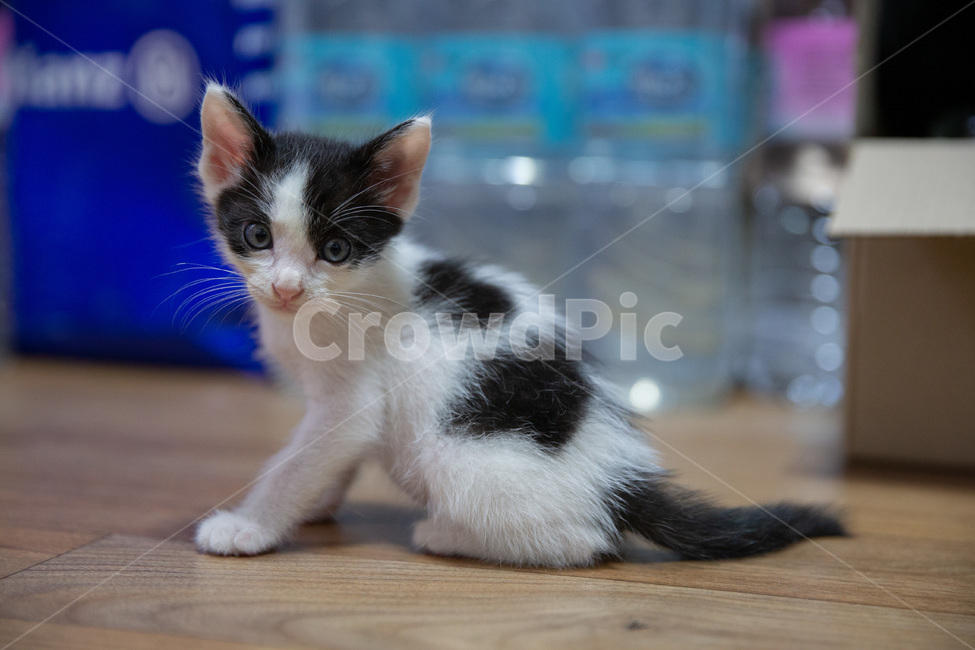 고양이,아기고양이,pet,새끼고양이,cat,귀여운고양이,kitten,kitty,cutecat,동물,animal,포유류,mammal,고양이,cat,kitten,kitty