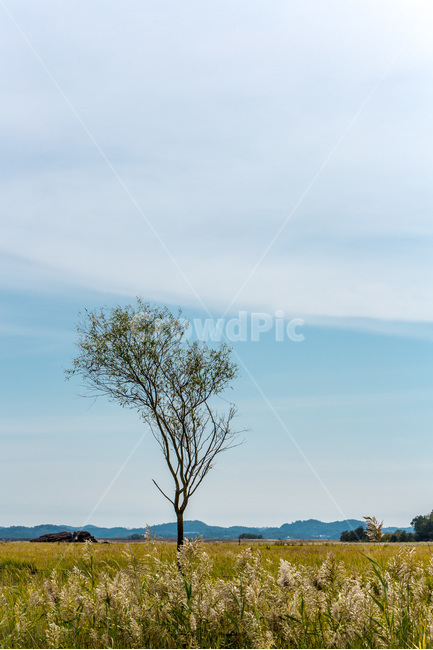 우움도,갈대,습지,휴식,풍경,구름,감성,자연,풍경,nature,landscape,한국자연풍경,한국자연경관,korea nature landscape,식물,plants,나무,trees,wood,outdoors,옥외,grassland,목초지,field,들