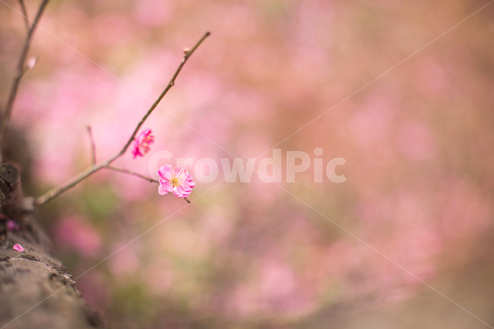 홍매화,한국,꽃,감성,봄,핑크,분홍,매화나무,봄,계절,spring,season,식물,자연,plants,nature,꽃,flower,plant