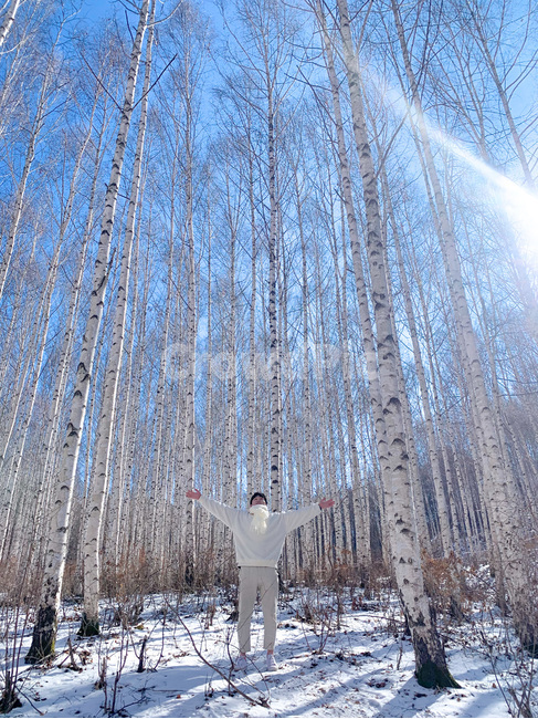 plant,식물,tree,자작나무숲,겨울,나무,겨울,계절,winter,season