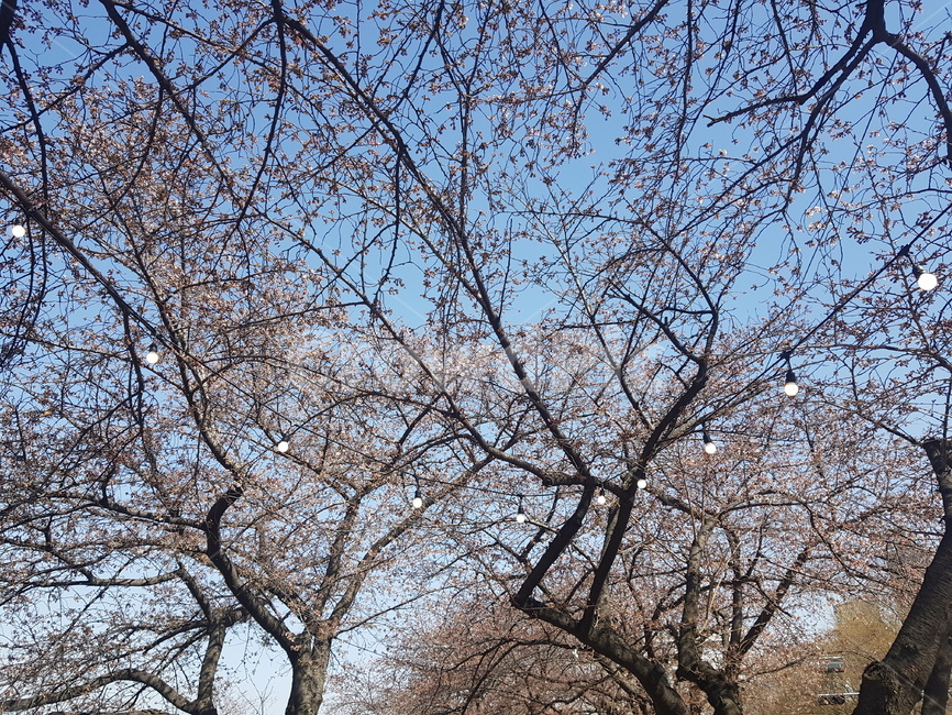 벚꽃,봄,cherryblossom,spring,하늘,sky