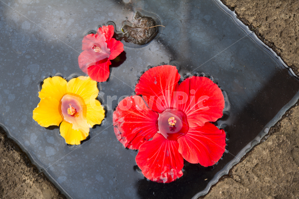 꽃사진,배경,여름,여름꽃,이쁜꽃,꽃,flower