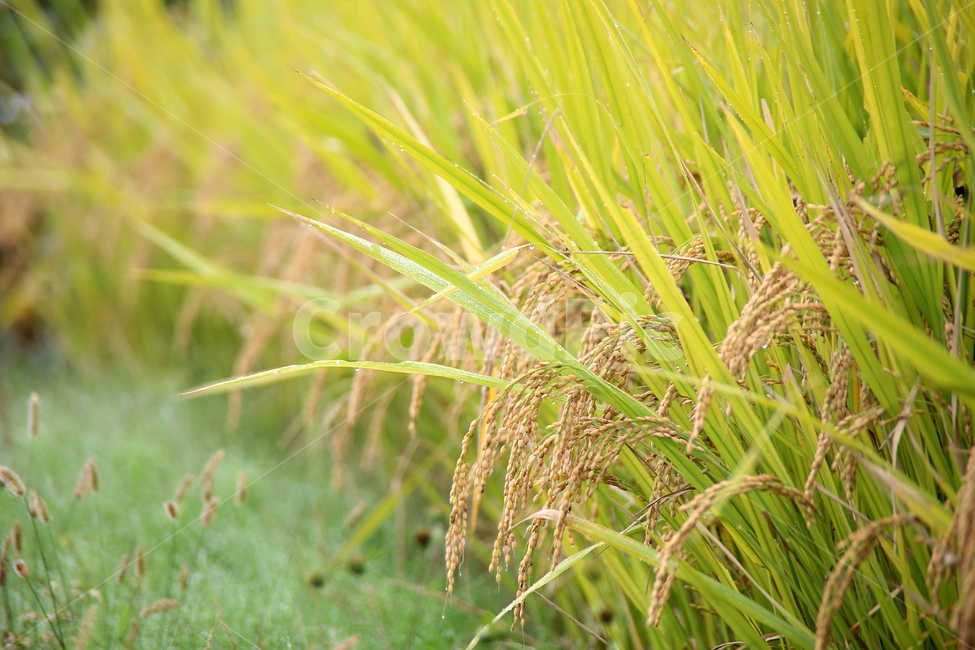 벼,가을벼,가을,추수,수확,가을,계절,fall,autumn,season,곡류,곡식,cereals,산업,industry,industrial,농업,농사,agriculture,farming,farming industry,vegetation,초목,plant,식물