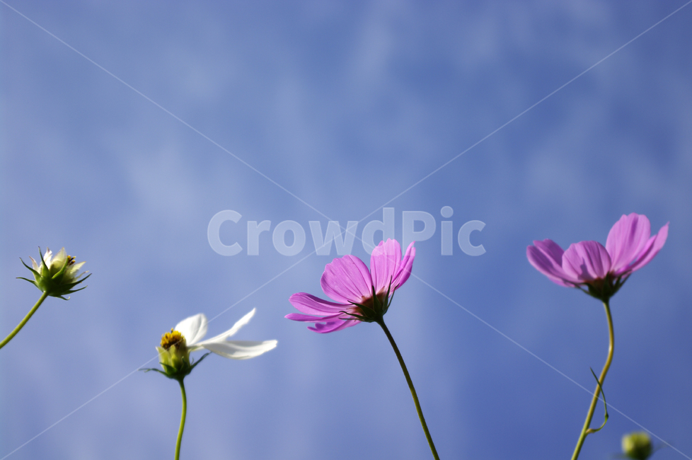 코스모스,하늘,꽃,flower,plant,식물,가을,계절,fall,autumn,season,식물,자연,plants,nature,꽃,flower,blossom,daisy,데이지,daisies