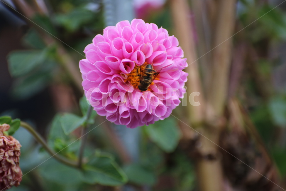 flower,꽃,식물,벌,곤충,꿀벌,식물,자연,plants,nature,꽃,flower,곤충,벌레,insect,bug
