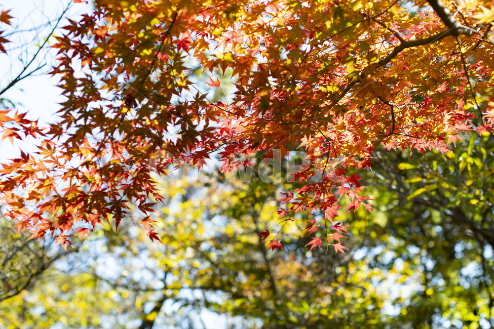 식물,tree,나무,단풍,잎,알록달록,단풍잎,물들다,가을,가을풍경,가을,계절,fall,autumn,season,자연,풍경,nature,landscape