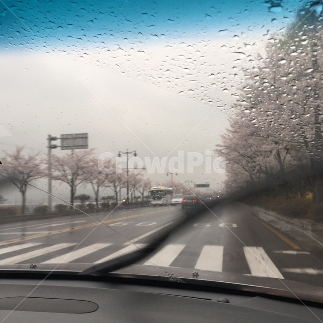 벚꽃,꽃,빗방울,비,봄비,봄,계절,spring,season,asphalt,아스팔트,road,도로